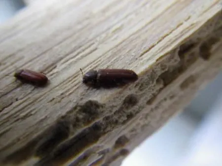 Die holzfressenden Insekten
