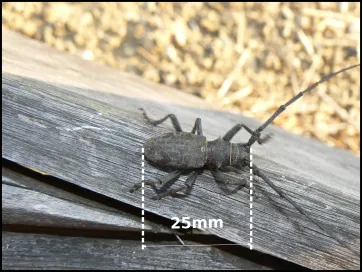 Wunderschönes Exemplar eines Großen Eichbocks. Diese hier sind provokativ : Sie spazieren auf einer Holzterrasse herum!