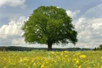 Vorschaubild des Artikels : Der Baum