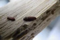 Vorschaubild des Artikels : Die holzfressenden Insekten
