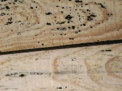 Den Zustand des Holzes kennen