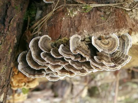 Die Feinde des Holzes