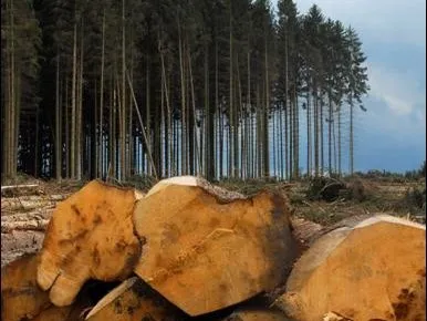 Der Respekt für die Umwelt