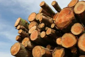Im Gegensatz zu den meisten Nadelhölzern unterscheidet sich das Kernholz der Douglasie sehr stark von seinem Splintholz