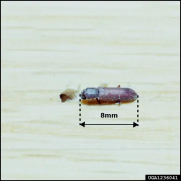 Adulter Lyctus